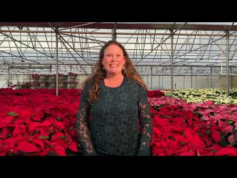 वीडियो: Poinsettia पौधे के प्रकार - Poinsettia पौधे की किस्मों के बारे में जानें