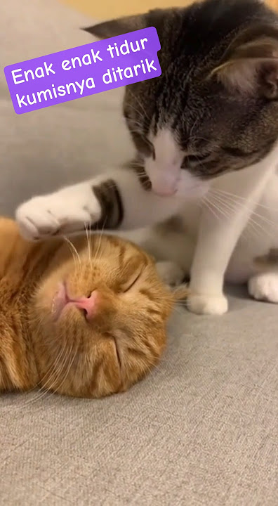 LAGI TIDUR KUMISNYA DITARIK #shorts #kucinglucu #kucing #funnycat #cat #pets #catlovers
