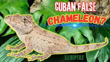 How to set up a cuban false chameleon | an easy set up for an incredible lizard