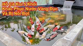 Hồ Cá Koi 5 Khối. 1 Mặt Kính 12ly. Khắc Phục Nước Vàng Đục Và Bị Nổi Bọt. Hồ Chú Thiên Tại Khánh Hòa