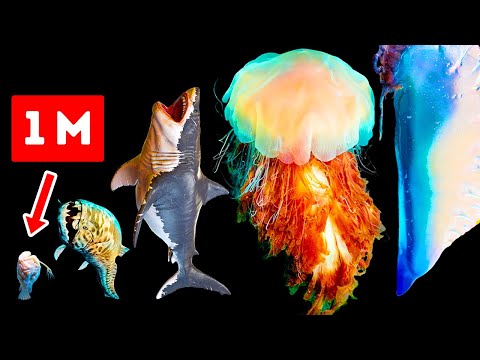 Опасные морские существа, которые крупнее мегалодона