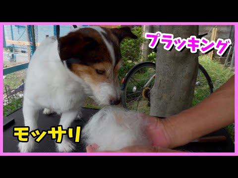 プラッキングして、スッキリしたジャックラッセルテリアのカイ