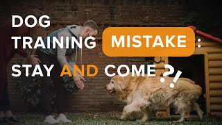 Dog Training Mistake: Stay AND Come?! by SpiritDog Training 9,596 views 1 year ago 3 minutes, 25 seconds