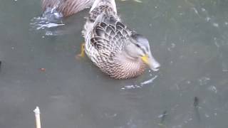 Ducks eating blueberries
