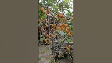 hồng tứ quý  dây chùm Hậu lộc-Thanh Hoá