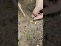 how to plant new seeds for healthy growth #seeds #plant