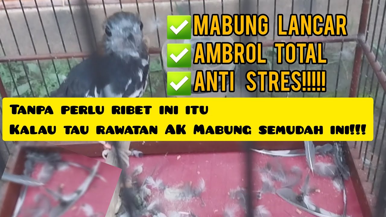 Rawatan Anis Kembang Mabung, Simpel, Mudah dan Pasti Lancar Mabungnya! Ambrol Lancar dan Anti Stres!