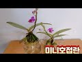 미니호접란 수경재배로 뿌리를 건강하게 내리기 / mini-crop orchid hydroponic cultivation