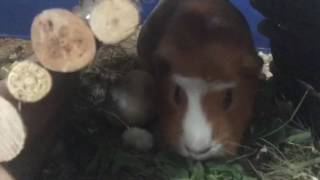 Cuy guinea pig grunting, eating, sniffing, and smacking