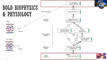 Learn fMRI (w02) 02 Biophysics & Physiology of BOLD introduction (UCLA Monti PSYCH265)