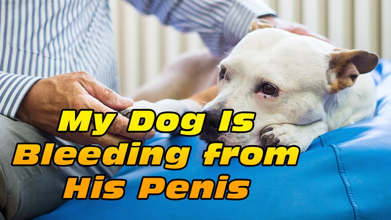 My Dog Is Bleeding From His Penis YouTube My Dog Is Bleeding From His Penis YouTube