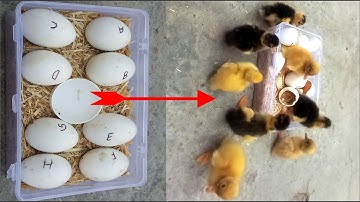 Sunlight Duck Egg Hatching / How to Make Incubator at Home Without Electricity Result 100%