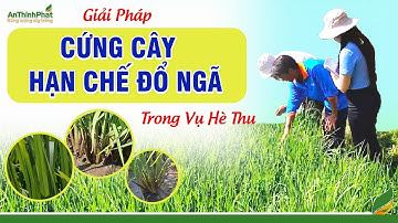 GIẢI PHÁP CỨNG CÂY - HẠN CHẾ ĐỔ NGÃ TRONG VỤ HÈ THU | An Thịnh Phát