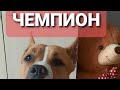 Выставка / Стаффорд/ Юный чемпион России!