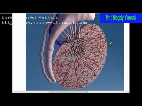 تشريح الخصية