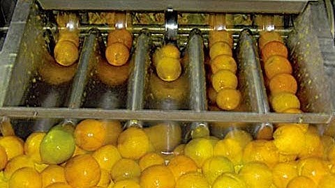 Citrus juice processing line/citrus juice processing equipment/citrus juice processing machine