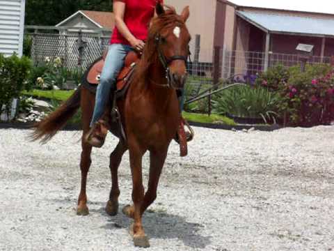 Ray's Sweet Baby Jane, Foxtrotter For Sale $850