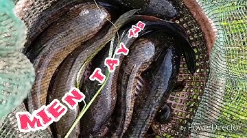 câu cá lóc bằng vịt #co 1 bao cá ah. quá đã