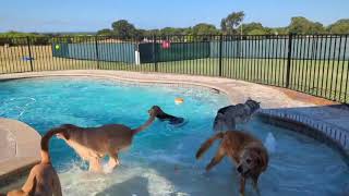 swimming at doggy daycare
