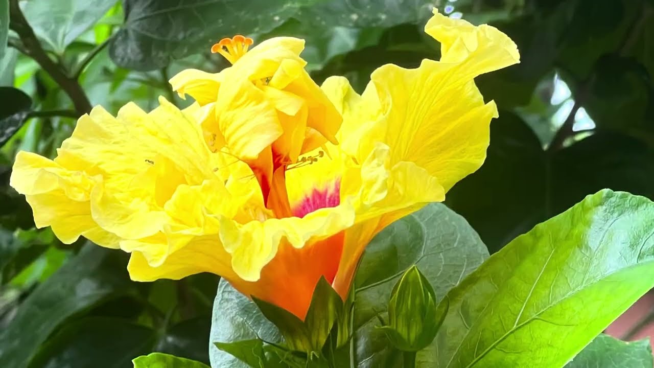 கூலாங்கல்லின்  'மண்மகள்