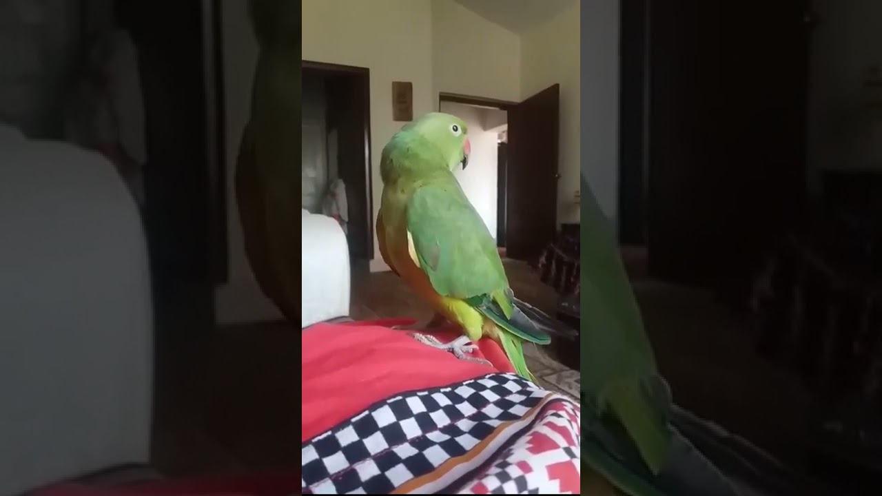 Talking Parrot saying Allah Hoo and many more words