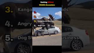 Crazy Wildlife Encounters!!😨😨