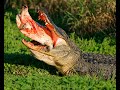 Gator Trying to Eat a Softshell Turtle