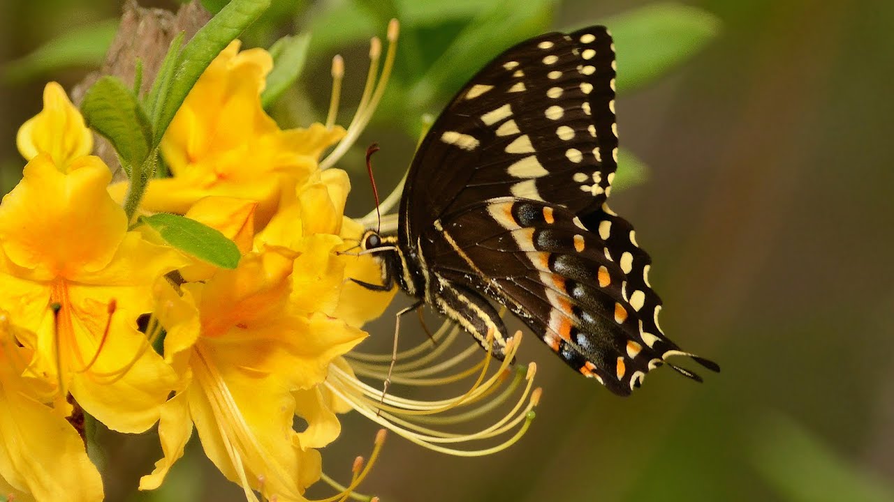 Alabama Butterflies in Action YouTube