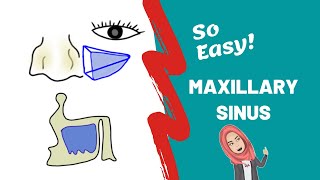 Anatomy of Maxillary Sinus PART ONE