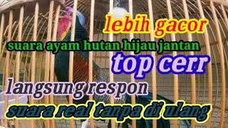 kokok ayam hutan hijau jantan #greenjuglefolw #ayamhutanhijau