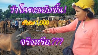 วัวโครงขยับขึ้นตัวละ 1,000 จริงหรือ ที่ตลาดวัววาริน อุบลฯ 2 มิถุนายน 67