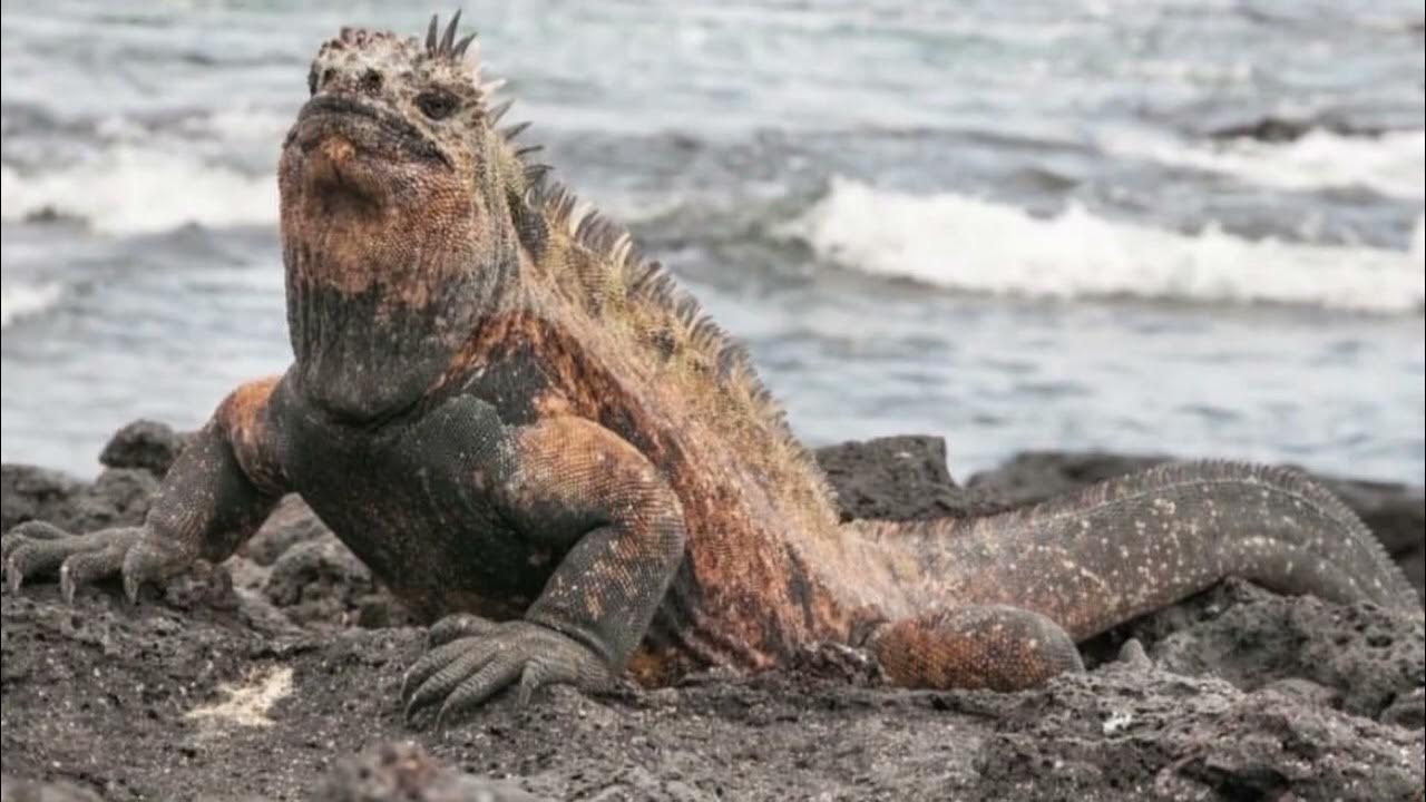 Marine Iguana Can You Have A Marine Iguana As A Pet Are Marine lionel-messi-01-v-rityskuvat