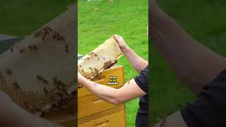 Wie viel produziert ein Bienenvolk im Jahr?  Was glaubst du?  #honig #imker #bienen #imkerei