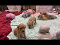 Golden Retriever Puppies To Brighten Your Day