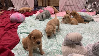 Golden Retriever Puppies To Brighten Your Day