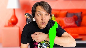 How To Introduce New Parrots To Your Flock Correctly