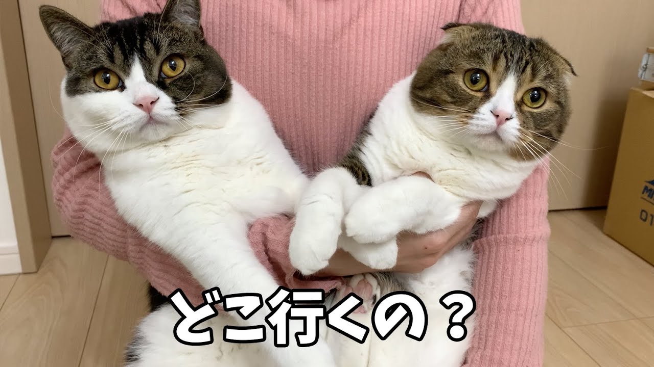 ぽこ太郎 スコスコぽこ太郎&うま次郎 (@PocoUma) / X