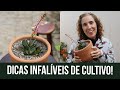 SUCULENTA PARA DENTRO DE CASA - GASTERIA | Nô Figueiredo