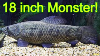 Common Wolf Fish 18 Inch Long Monster