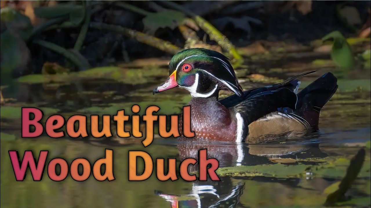 Beautiful Wood Duck 🦆🦆 Wood Ducks YouTube