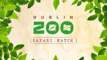 Dublin Zoo Safari Watch: Asian lion, snow leopard, Bornean orangutan and more