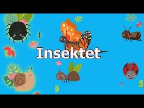 Video: Mësim rreth insekteve – Mësimi i fëmijëve për insektet në kopsht