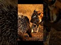 Tiger Meets Quills Pig 😂 | Funny &amp; Unexpected Porcupine Moments in the Wild🐯🦔