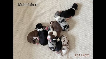 20251201 Muhlifain G Wurf Tag4