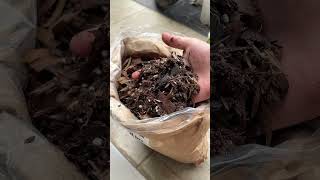 Media tanam asal? tanaman rewel Pakai aroid soil mix—poros, nggak becek, akar jadi sehat maksimal!