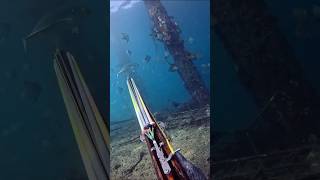 Download Lagu Ikan-ikan penghuni dermaga#spearfishing #duniabawahlaut MP3