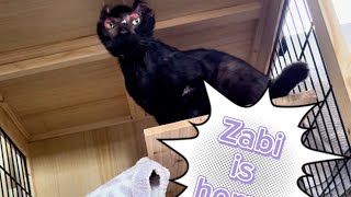 !!!ZABI IS HOME!!! | @meganandtherescues