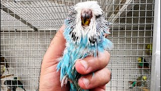 Biggest babies I have ever bred by Budgerigar 3,570 views 1 year ago 8 minutes, 27 seconds