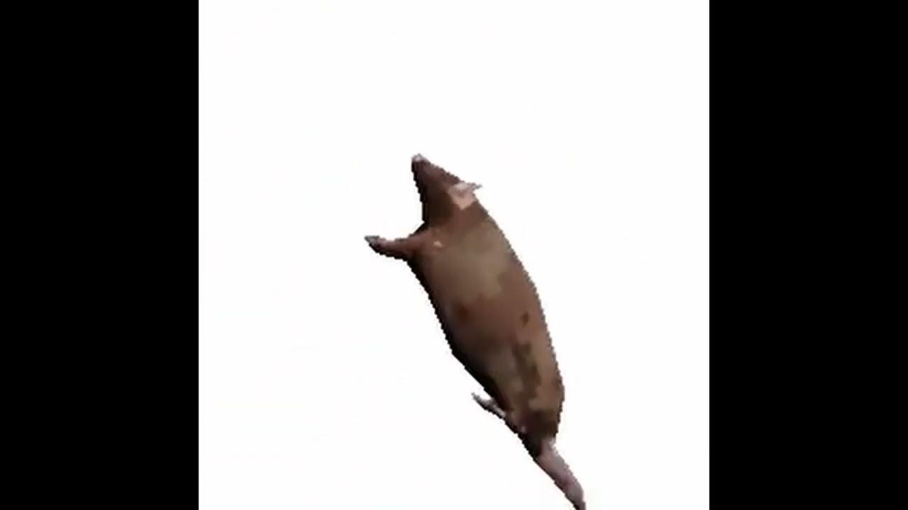 4-minute-video-of-low-poly-rat-spinning-while-telling-you-about-how