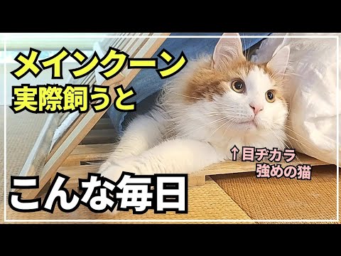 大型猫の日常ってこんな感じ!寛いでるだけなのに可愛いすぎる🐱【メインクーン】